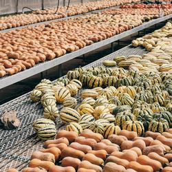 Holcomb Farm offers a Winter CSA, as well.