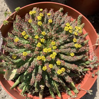 Green Touch Nursery - Nurseries & Gardening Near Me - Bellflower, California Green Touch Nursery - Nurseries & Gardening Near Me - Bellflower, California