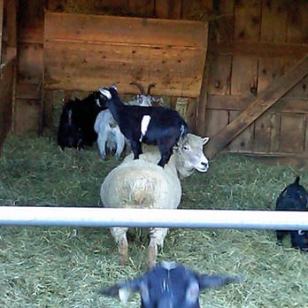 Benedict's Home & Garden - Does this baby goat make my butt look big? - Nurseries & Gardening Near Me - Monroe, Connecticut