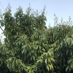 RAW Tree Service - Tree before it was killed