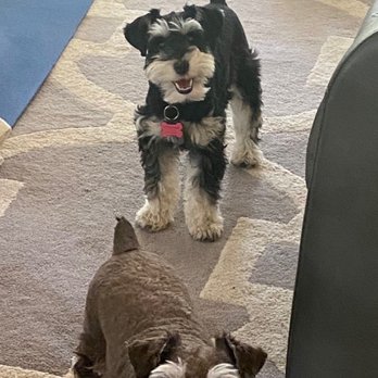 Austin Mobile Spaws - Happy puppies - Pet Groomers Near Me