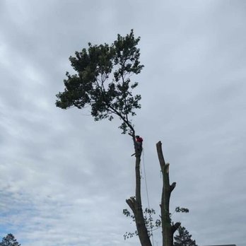 Superior Tree Service - Tree Services Near Me Superior Tree Service - Tree Services Near Me