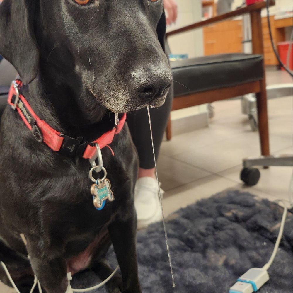 Veterinary Emergency Group - Emergency Pet Hospital Near Me - Tucson, Arizona Veterinary Emergency Group - Emergency Pet Hospital Near Me - Tucson, Arizona
