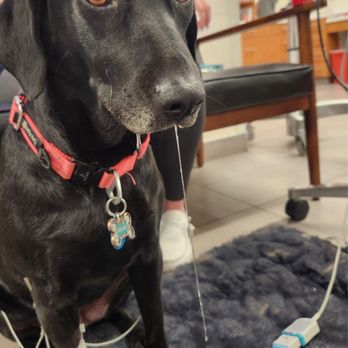 Veterinary Emergency Group - Emergency Pet Hospital Near Me - Tucson, Arizona Veterinary Emergency Group - Emergency Pet Hospital Near Me - Tucson, Arizona