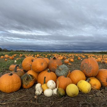 Bishop's Pumpkin Farm - Pumpkin display at the pumpkin patch - Christmas Trees Near Me - Wheatland, California Bishop's Pumpkin Farm - Pumpkin display at the pumpkin patch - Christmas Trees Near Me - Wheatland, California