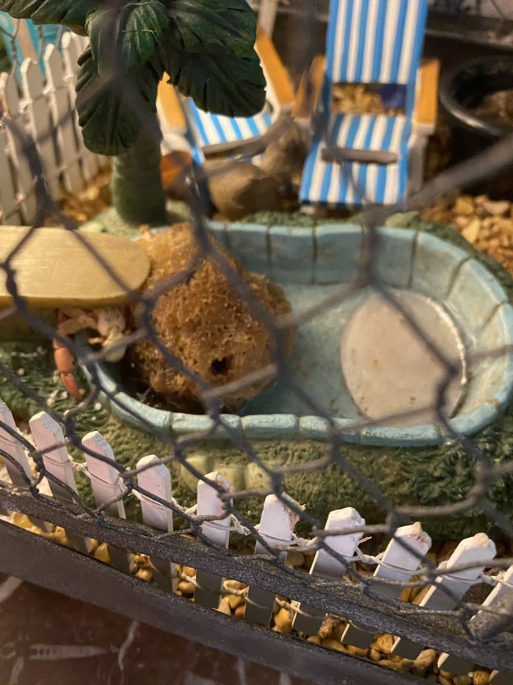 HAPPY TAILS PET SITTING AND DOG WALKING 15 Photos Pet Sitting