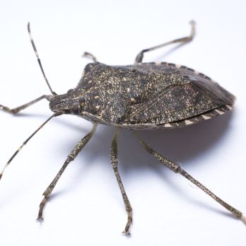 Warrior Pest Solutions - Brown marmorated stink bugs invade homes in late August to early September to overwinter in wall voids and attics. - Pest Control Near Me - Mount Pleasant, Michigan Warrior Pest Solutions - Brown marmorated stink bugs invade homes in late August to early September to overwinter in wall voids and attics. - Pest Control Near Me - Mount Pleasant, Michigan