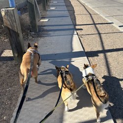 ABQ Dog Walkers - Daily walking for this trio