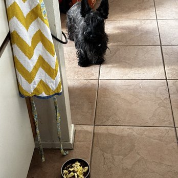 CASE Animal Hospital - Reginald not even wanting fresh scrambled eggs because he wasn't feeling well. - Emergency Pet Hospital Near Me - Anaheim, California CASE Animal Hospital - Reginald not even wanting fresh scrambled eggs because he wasn't feeling well. - Emergency Pet Hospital Near Me - Anaheim, California