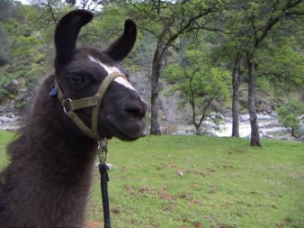 Highland Llama Trekkers Logo
