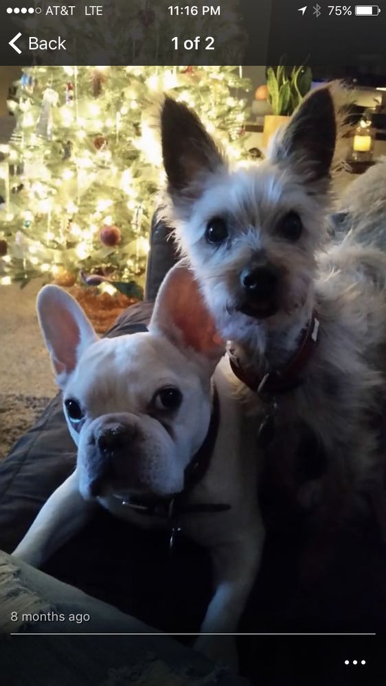 AUSTRALIAN TAN Updated September 2024 48 Photos & 68 Reviews 1135