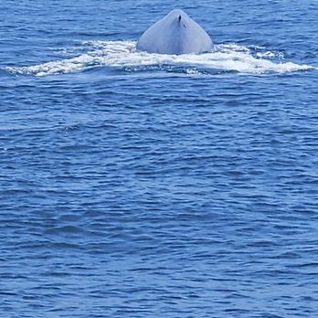 Next Level Sailing - Blue whale - Boat Charters Near Me - San Diego, California Next Level Sailing - Blue whale - Boat Charters Near Me - San Diego, California