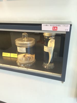 Meguro Parasitological Museum by null