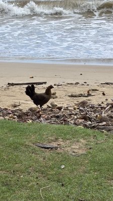 Punaluʻu Beach by null