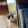 Shelf Life Books gift card