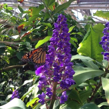 Butterfly Pavilion - Natures' beauty at its best! - Museums Near Me - Westminster, Colorado Butterfly Pavilion - Natures' beauty at its best! - Museums Near Me - Westminster, Colorado