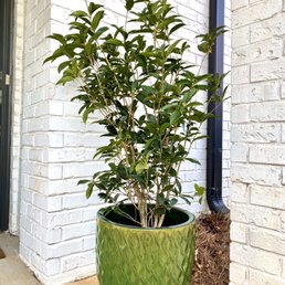 a plant in a green pot