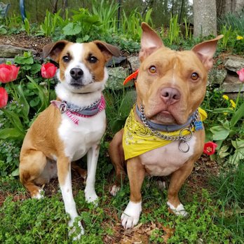 K-9 Communication - Pet Training Near Me K-9 Communication - Pet Training Near Me