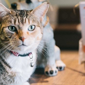 Cascade Veterinary Clinics - Dory - Eastmont's Clinic Kitty - Veterinarians Near Me - Wenatchee, Washington Cascade Veterinary Clinics - Dory - Eastmont's Clinic Kitty - Veterinarians Near Me - Wenatchee, Washington