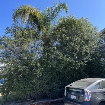 PRG Tree Care - Before - Tree Services Near Me