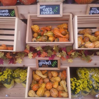 Trader Joe's - Mini fall decor in bins outside. Great prices! - Grocery Near Me - Kalamazoo, Michigan