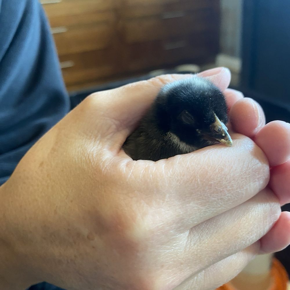 Basin Feed & Supply - This Barred Rock chick is super friendly! - Trailer Dealers Near Me - Moses Lake, Washington Basin Feed & Supply - This Barred Rock chick is super friendly! - Trailer Dealers Near Me - Moses Lake, Washington