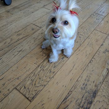 Your Heavenly Dog - Pet Groomers Near Me Your Heavenly Dog - Pet Groomers Near Me