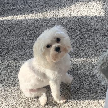 Pretty Pets - Fur baby - Pet Groomers Near Me - Dunnellon, Florida Pretty Pets - Fur baby - Pet Groomers Near Me - Dunnellon, Florida
