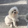 Photo of Pretty Pets