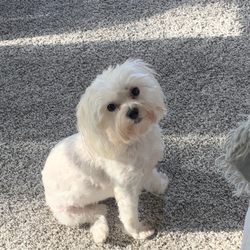 Pretty Pets - Fur baby