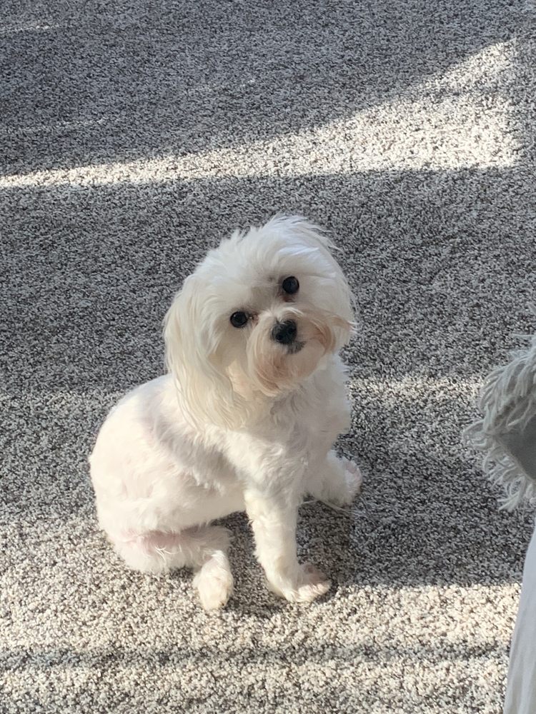 PRETTY PETS Updated September 2024 2814 2816 W Dunnellon Rd