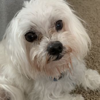 SAGE Veterinary Centers - Campbell - Teddy - Veterinarians Near Me - Campbell, California
