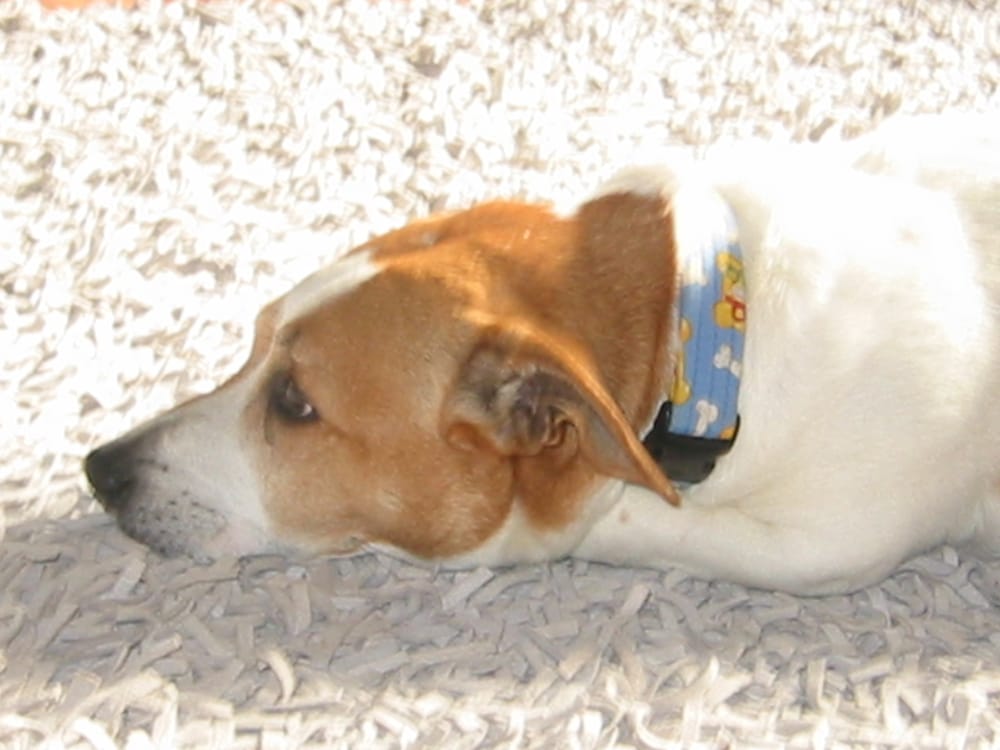 HEARTS & BONES Updated July 2024 10 Photos Ryat Linn, Erskine