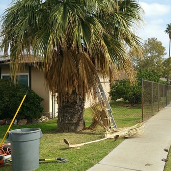 Rivera Tree Service - Palm Trimming. - Tree Services Near Me Rivera Tree Service - Palm Trimming. - Tree Services Near Me