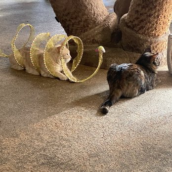 The Cat Cafe - Cat - Coffee & Tea Near Me - San Diego, California The Cat Cafe - Cat - Coffee & Tea Near Me - San Diego, California
