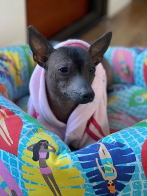 craigslist xoloitzcuintli