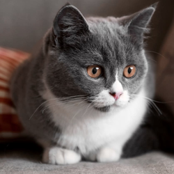 Carroll County Animal Hospital - Oak Mountain