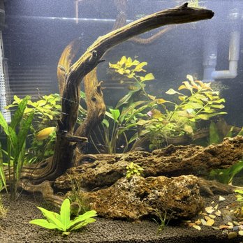 Ocean's Tropical Fish - 20G with 6 CPD, 6 Chilies, 5 Kuhlies, 3 Cories, 1 Honey Gourami, and a zebra snail - Local Fish Stores Near Me - Mission Viejo, California Ocean's Tropical Fish - 20G with 6 CPD, 6 Chilies, 5 Kuhlies, 3 Cories, 1 Honey Gourami, and a zebra snail - Local Fish Stores Near Me - Mission Viejo, California