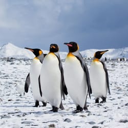 Five Stars of Scandinavia - King Penguins | Hannnneke Dallmeijer | Hurtigruten ASA