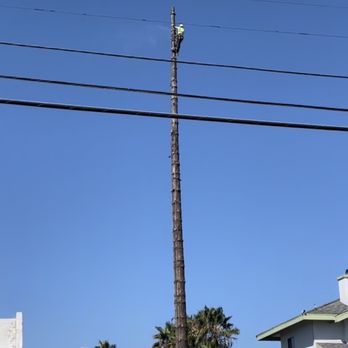 Select Tree Service - a man on top of a palm tree - Tree Services Near Me Select Tree Service - a man on top of a palm tree - Tree Services Near Me