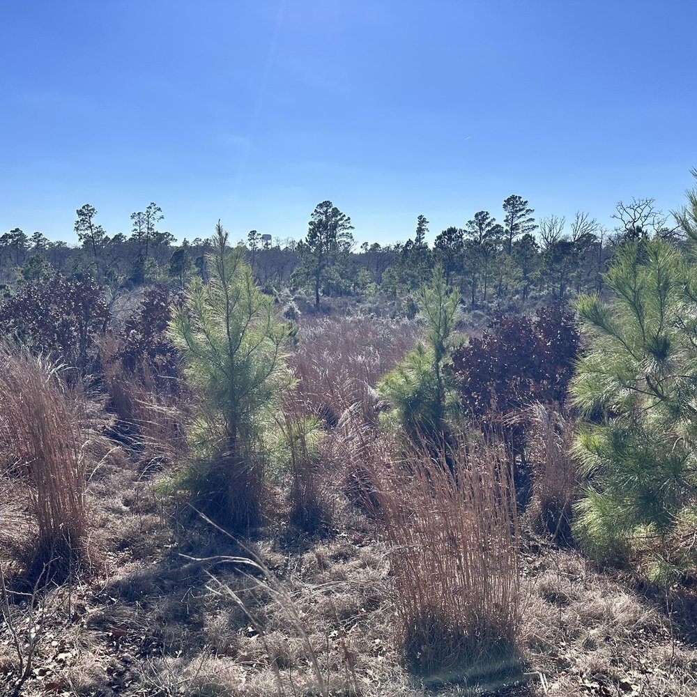 Bastrop State Park - Parks Near Me - Bastrop, Texas