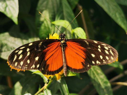 Palmengarten Frankfurt by null