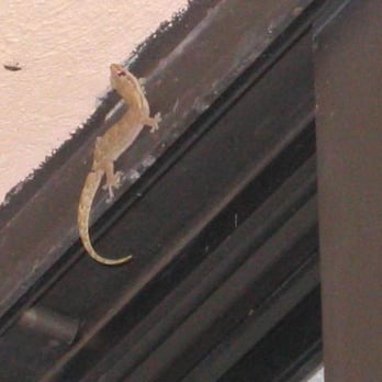 Maui Sunset - Ben our pet lizard - Hotels Near Me - Kihei, Hawaii