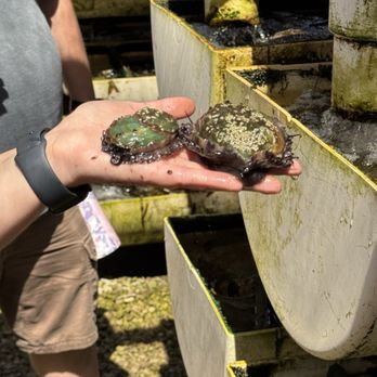 The Cultured Abalone Farm - Maturing a alone - Seafood Markets Near Me - Goleta, California The Cultured Abalone Farm - Maturing a alone - Seafood Markets Near Me - Goleta, California