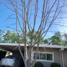 Tree after it was pruned