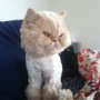 Photo of Muddy Paws Grooming Salon