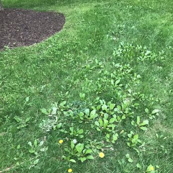 Mark's Lawn Care & Landscaping - Weeds, Ruts, Bare Spots - Landscaping Near Me Mark's Lawn Care & Landscaping - Weeds, Ruts, Bare Spots - Landscaping Near Me