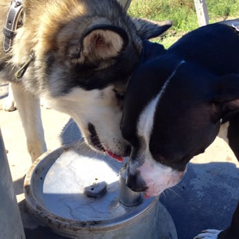 Watson Park - Sharing is caring :) - Dog Parks Near Me - San Jose, California Watson Park - Sharing is caring :) - Dog Parks Near Me - San Jose, California