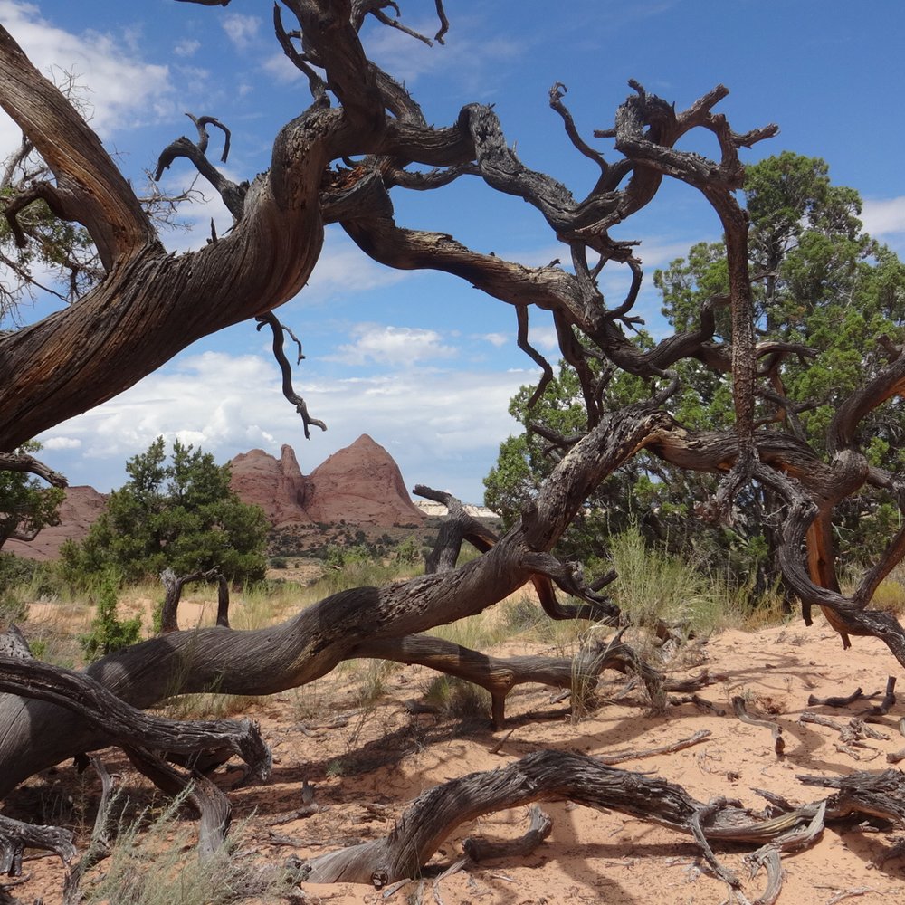 Escape Goats - View - Walking Tours Near Me - Escalante, Utah Escape Goats - View - Walking Tours Near Me - Escalante, Utah