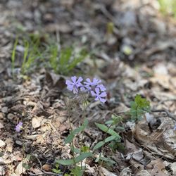 Timberland Park - purple wild flowers